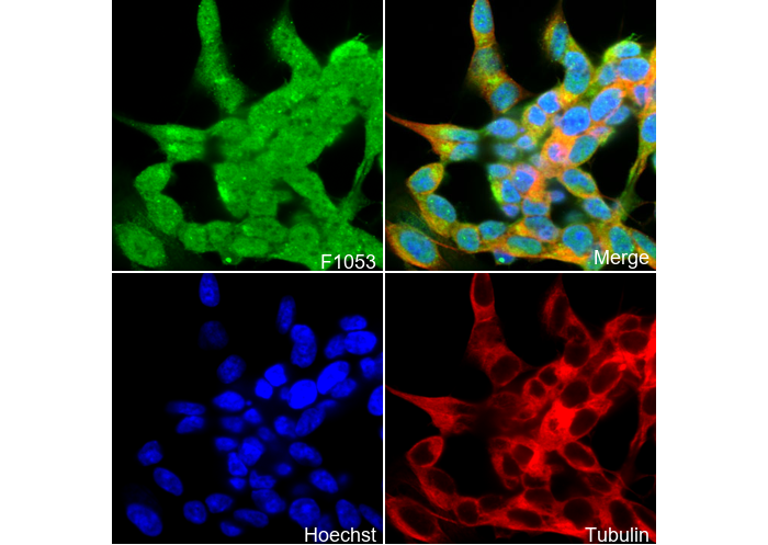 STUB1/CHIP Antibody