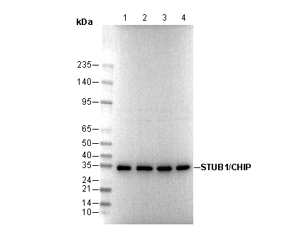 STUB1/CHIP Antibody