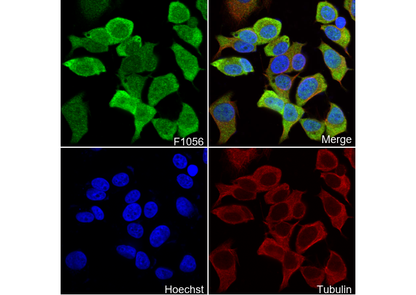 Wnt3a Antibody