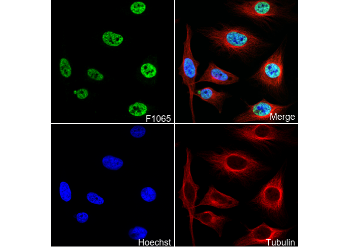 HuR/ELAV1 Antibody