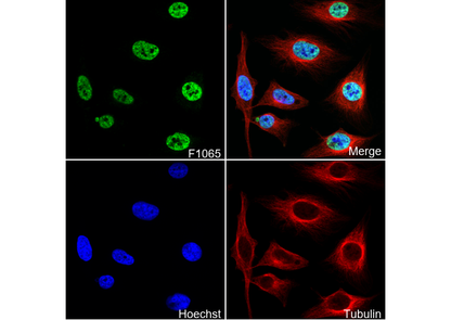 HuR/ELAV1 Antibody