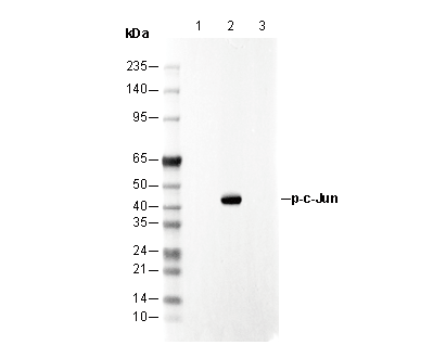 Phospho-c-Jun (Ser63) Antibody