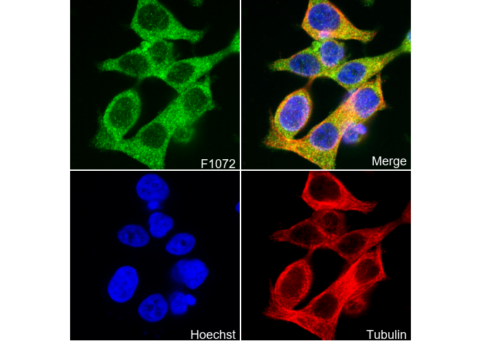 AMPK β1 Antibody