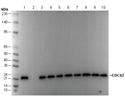 CDC42 Antibody
