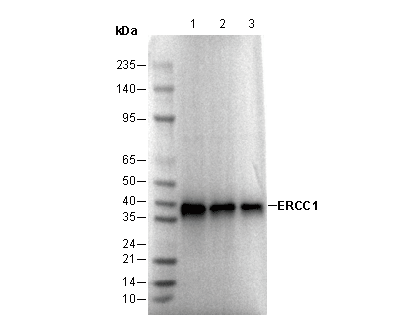 ERCC1 Antibody