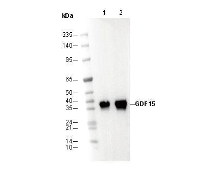GDF15 Antibody