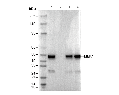 MEK1 Antibody