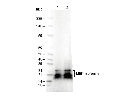Myelin Basic Protein Antibody
