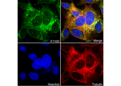 Neuropilin 1 Antibody