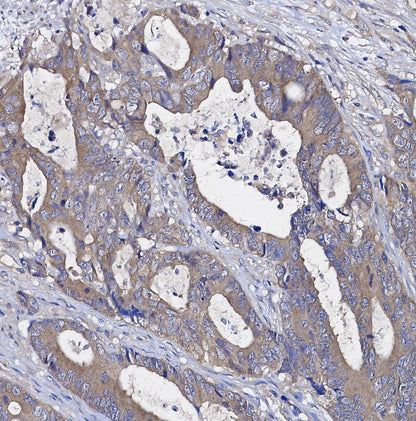 Neuropilin 1 Antibody