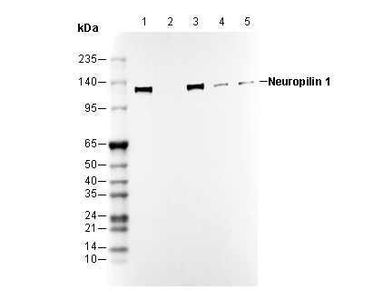 Neuropilin 1 Antibody