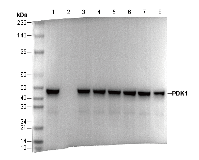 PDK1 Antibody