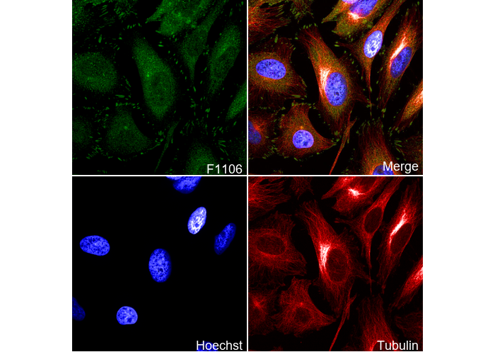 Paxillin Antibody