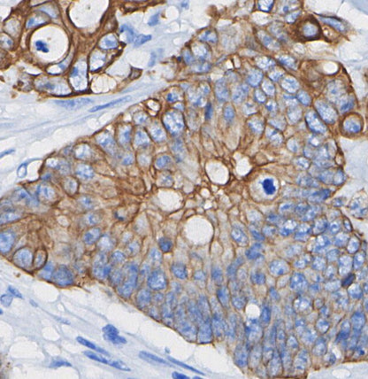 Paxillin Antibody