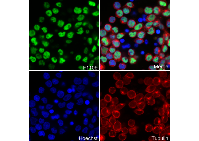 RUNX3 Antibody