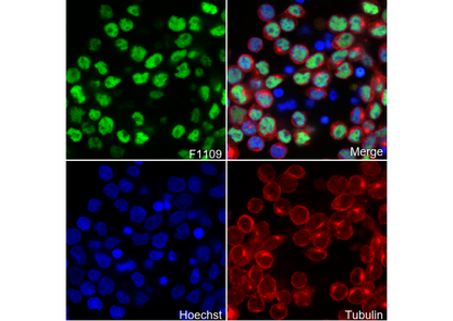 RUNX3 Antibody