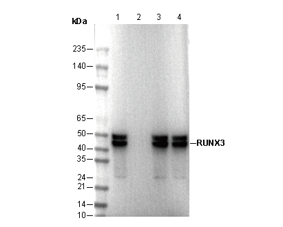 RUNX3 Antibody
