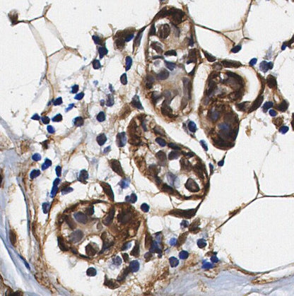 Rad51 Antibody