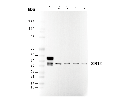 SIRT2 Antibody
