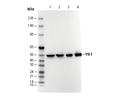 YB1 Antibody