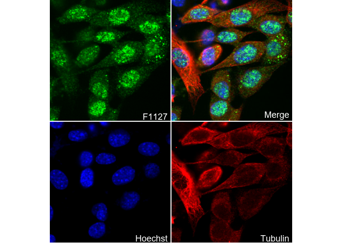 DDB1 Antibody