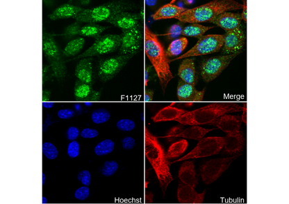 DDB1 Antibody