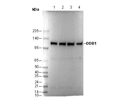 DDB1 Antibody