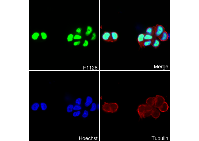 DDX5 Antibody