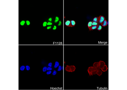 DDX5 Antibody