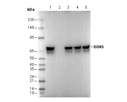 DDX5 Antibody