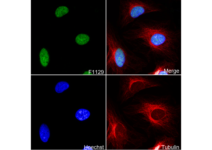DNA PKcs Antibody