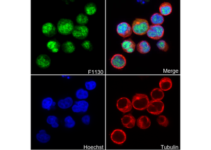 FKBP51 Antibody