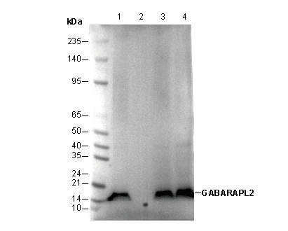 GABARAPL2/GATE-16 Antibody