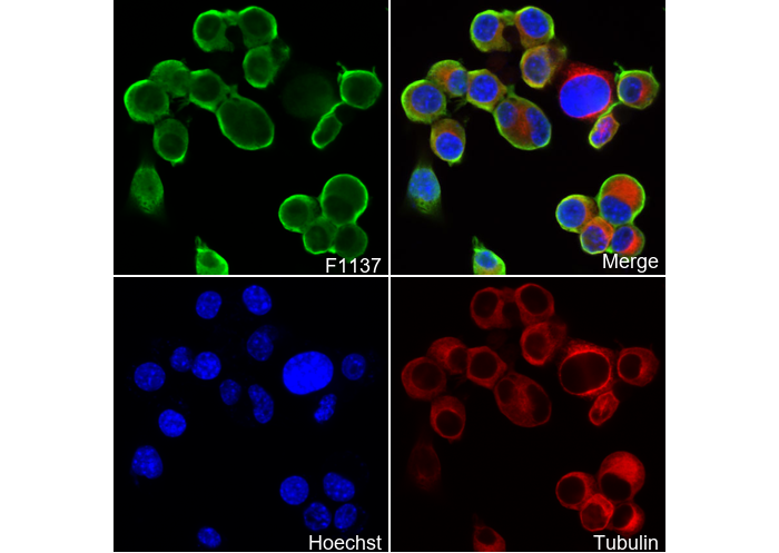 PGP9.5 Antibody