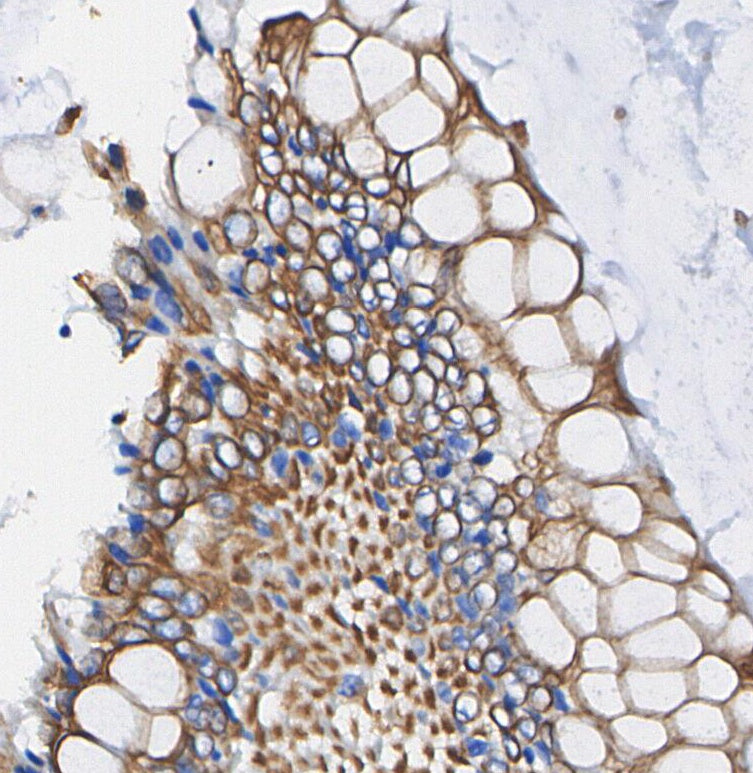 RALA Antibody