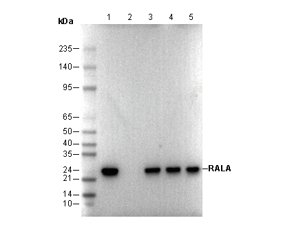 RALA Antibody