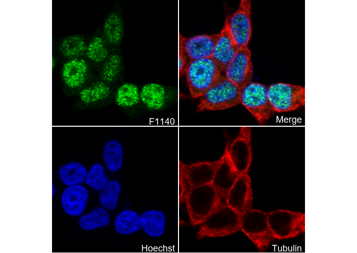Retinoid X Receptorα/RXRA Antibody