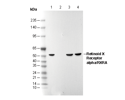 Retinoid X Receptorα/RXRA Antibody