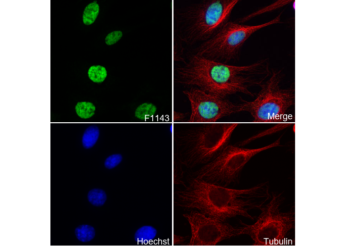 SOX10 Antibody