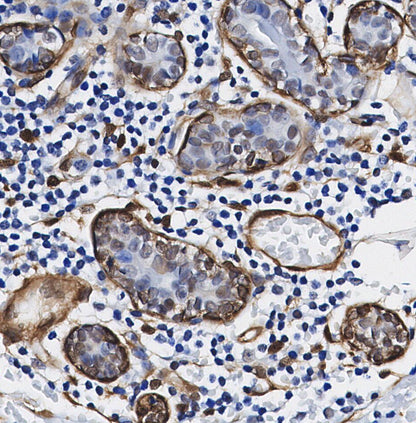 SOX10 Antibody
