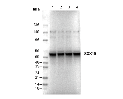 SOX10 Antibody
