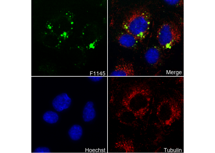 VCAM1 Antibody