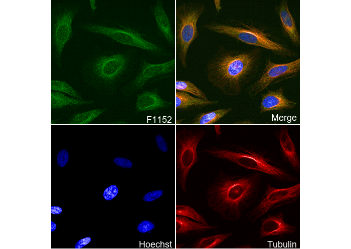 ERK1 Antibody