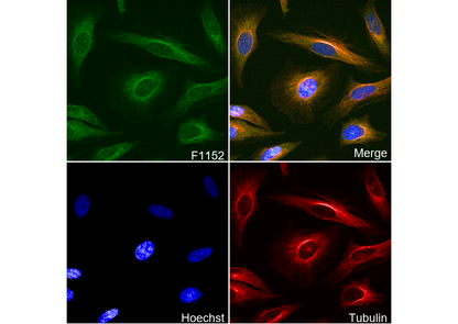 ERK1 Antibody