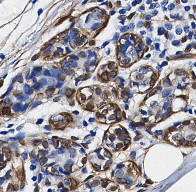 ERK1 Antibody
