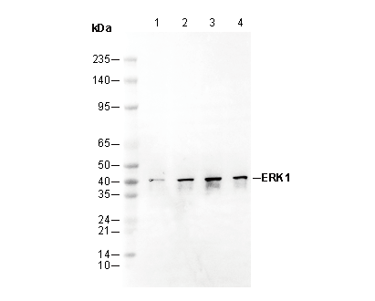 ERK1 Antibody