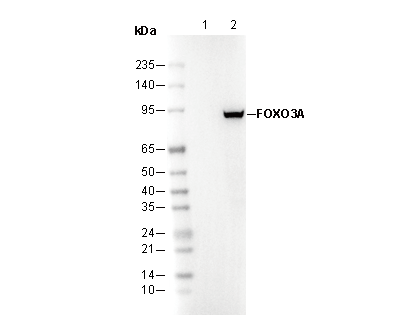 Phospho-FoxO3A (Ser253) Antibody