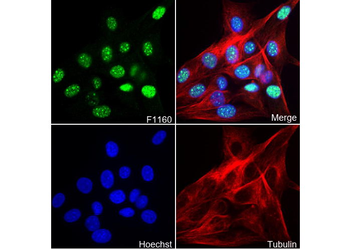 Myogenin Antibody