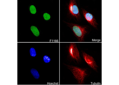 YY1 Antibody