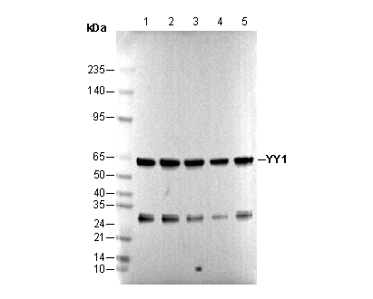 YY1 Antibody
